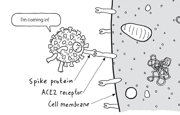 Cartoon from The Virus of SARS-CoV-2 using a spike protein to attach to an ACE2 receptor.