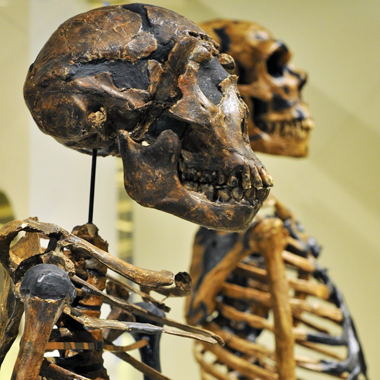 A pair of neanderthal skeletons in a museum.