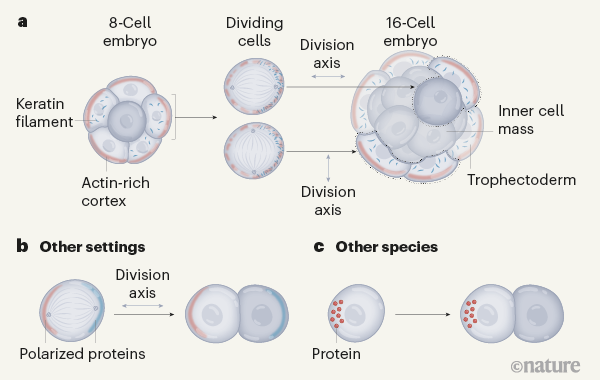 Developing cells remember where they came from, thanks to keratin filaments