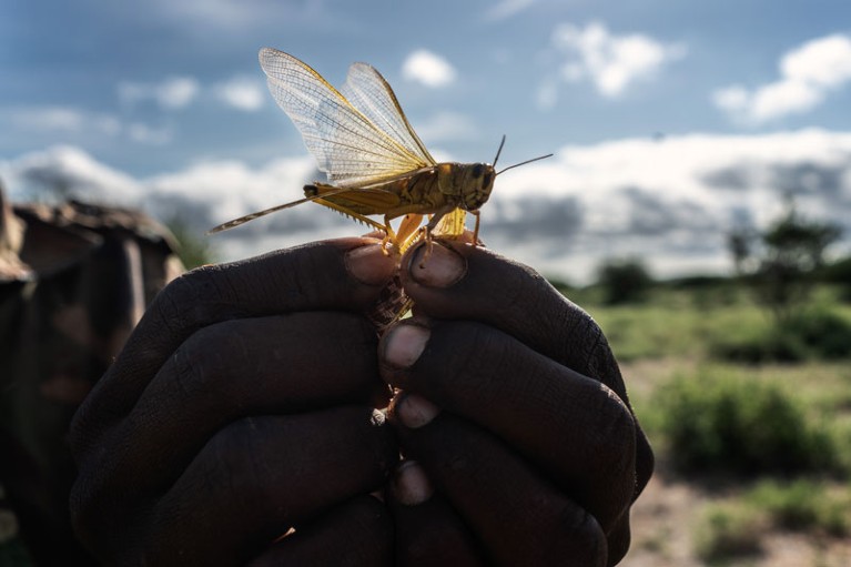 A man holds a desert locust in his hand
