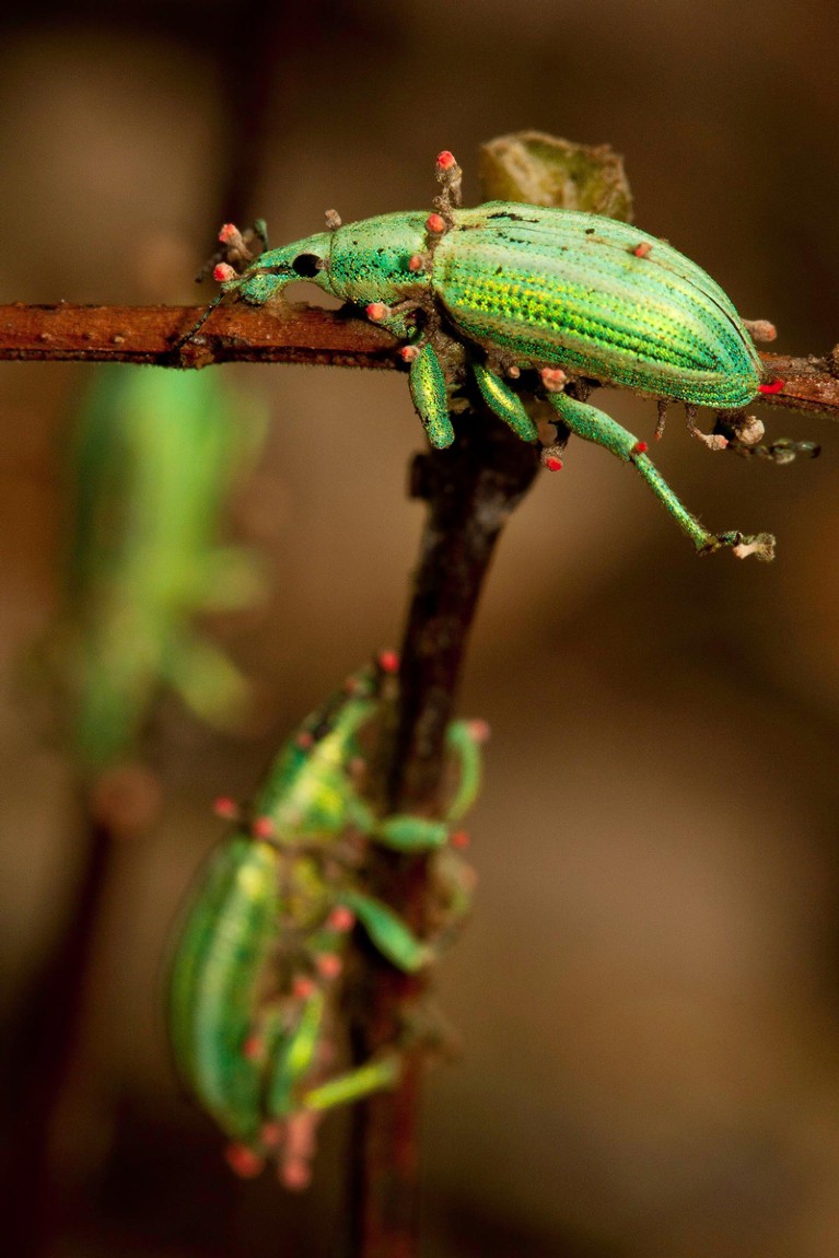Closeup of several green weevils perched on twigs with red protrusions
