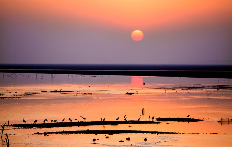 Sunset over a wetland, with the silhouettes of birds.