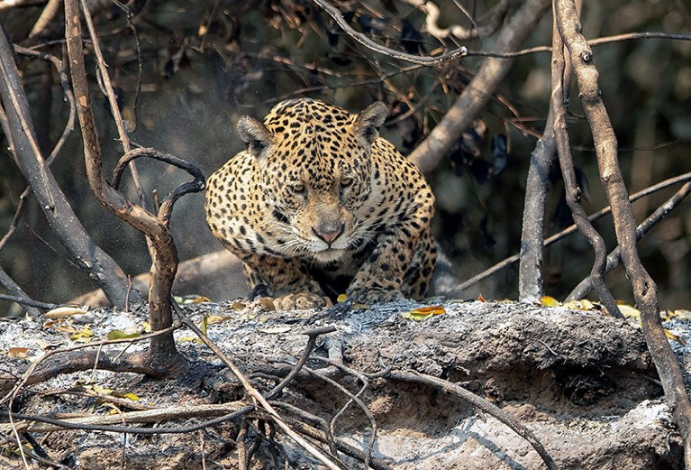 Wildfires disproportionately affected jaguars in the Pantanal