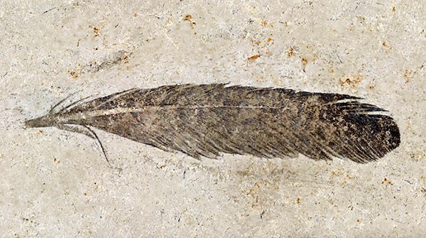Fossil of Archaeopteryx feather discovered in Germany