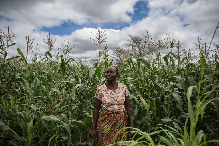 Фермер стоит среди своего урожая в Каумбе, Замбия.