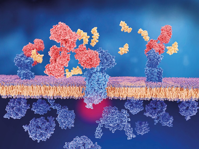 Illustration of the structures of antibodies and peptide receptors
