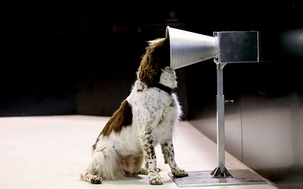 Floki the dog sticks his head into a cone in an experimental set-up to detect COVID-19.