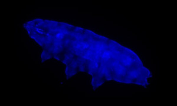 A tardigrade glowing blue under UV light against a black background.