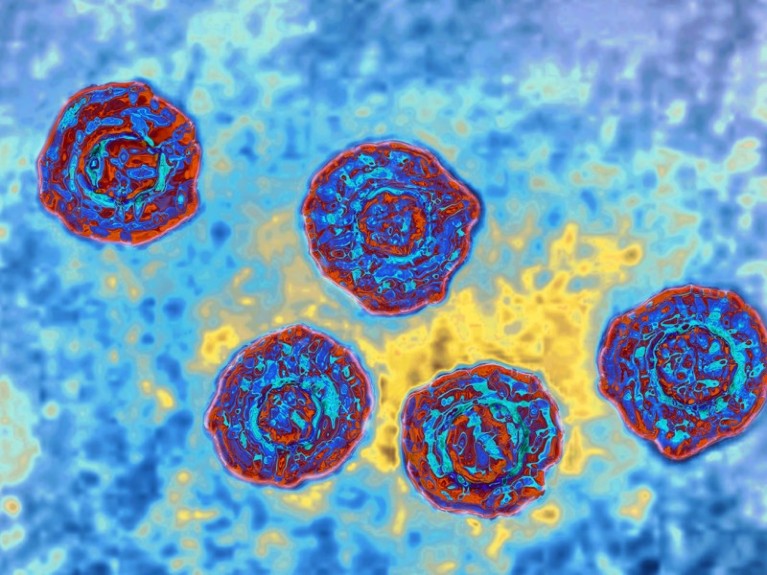 Hepatitis C virus (close to the Flavivirid family).