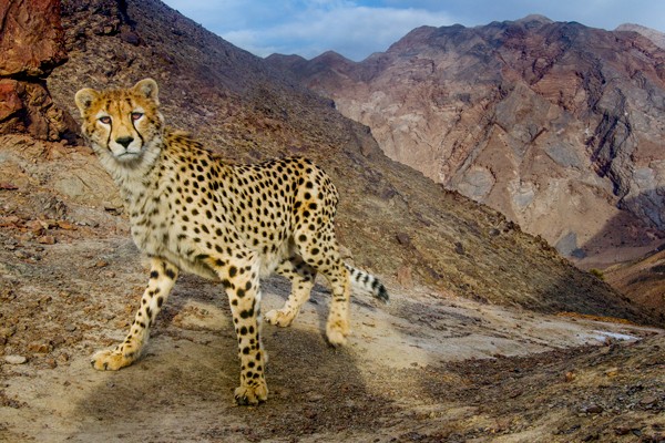 An endangered Asiatic cheetah photographed against a rocky backdrop in Iran.