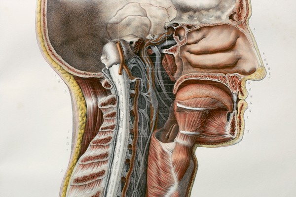 Anatomical artwork of cervical spinal nerves