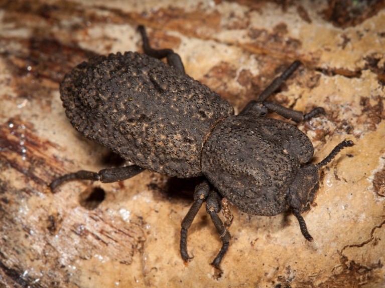 A dark-grey beetle with a rough exoskeleton on light-brown wood.