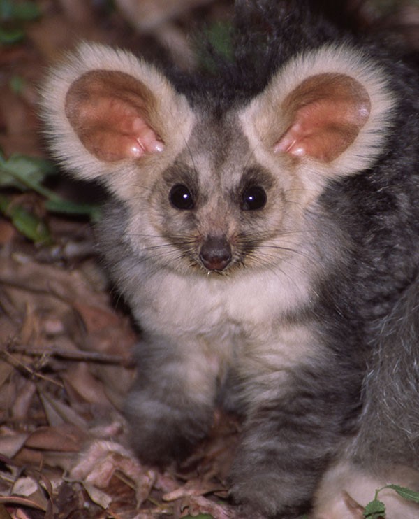 An arboreal Australian greater glider photographed in the wild