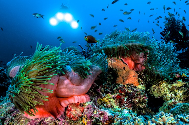 Underwater view of colourful coral and marine life, with a set of four lights approaching from a distance