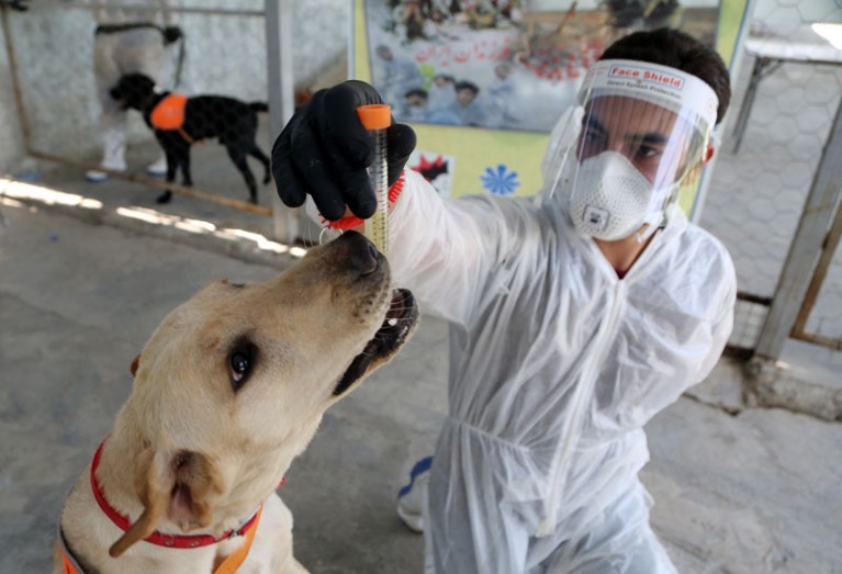 A man in protective gear holds a vial of liquid up to the nose of a dog.
