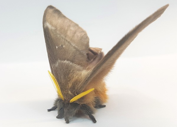 A lovely fluffy Periphoba arcaei moth