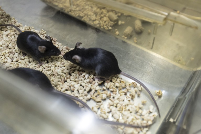 Black mice in a container on a lab bench.