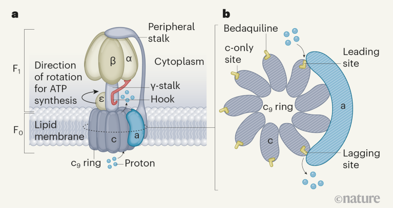 Hit Movie Reveals How A Tuberculosis Drug Halts ATP Synthesis