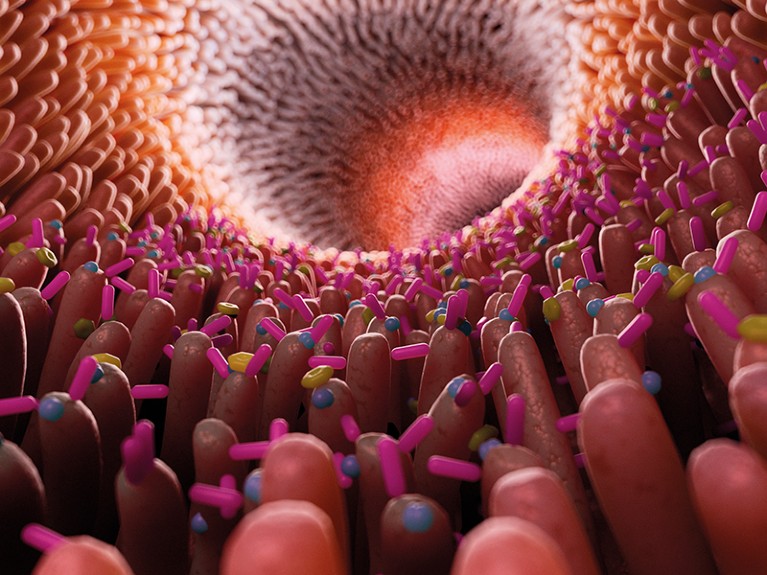 Hundreds of bacetria sit on the cell lining of the intestine
