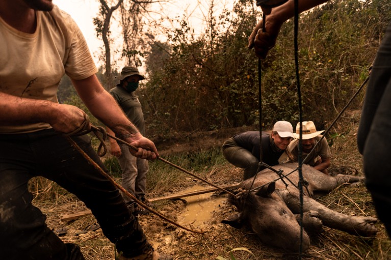 A group of people using ropes to lift an injured tapir in wildfires