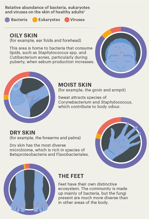 Graphic showing releative abundance of microorganisms on the skin