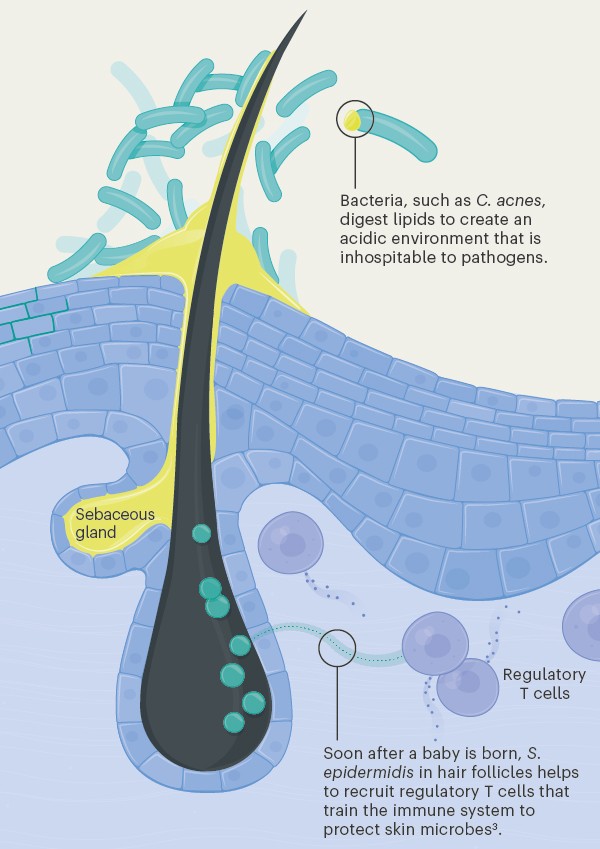 Graphic showing how microbes interact with with host cells in the skin