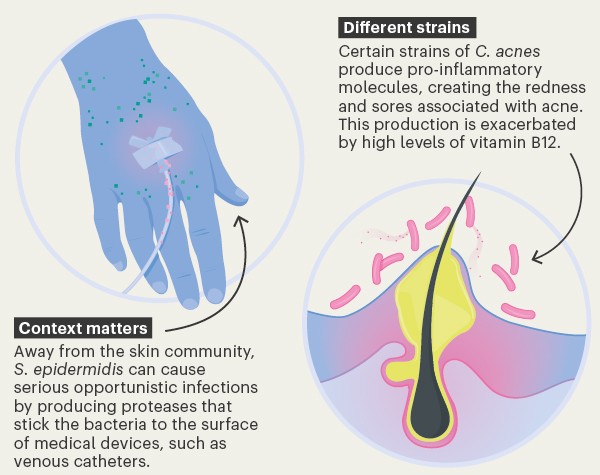 Graphic showing how microbes interact with with host cells in the skin
