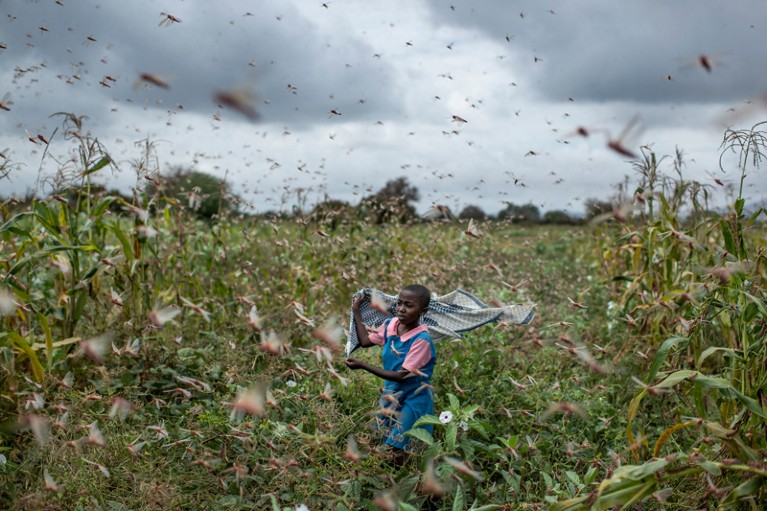 A young Kenyan girl runs through a field of crops waving shawl to try and disperse a swarm of locusts