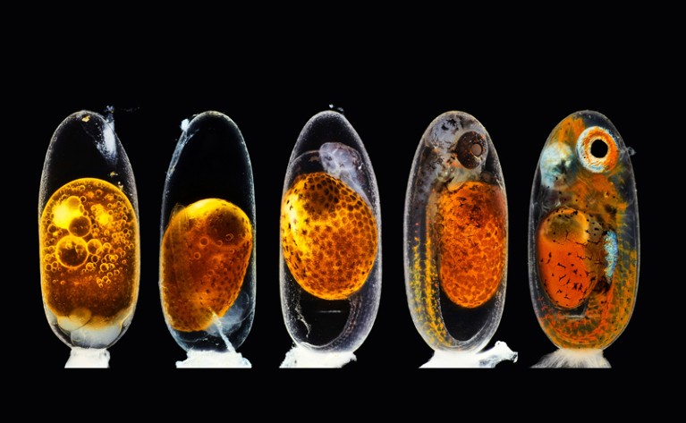 Row of five images of a clownfish embryo at different stages of development