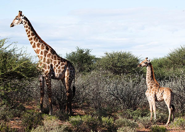 Dwarf giraffe in Namibia with adult male, March 2018