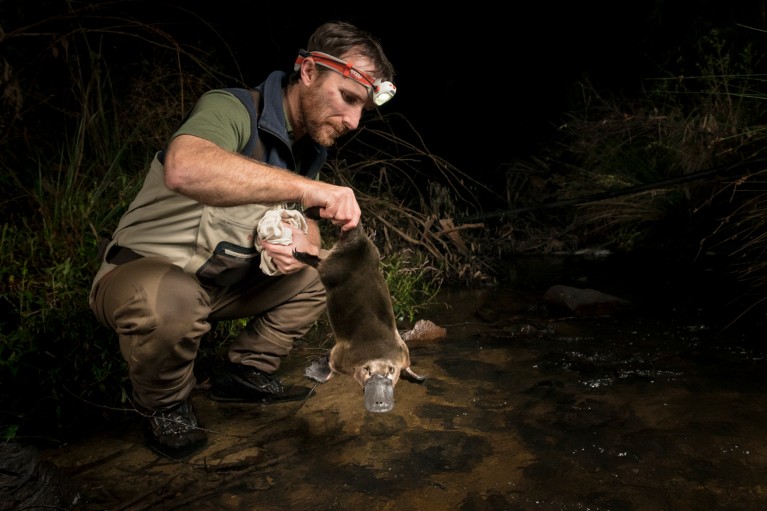 Josh Griffiths photographed at night wearing a head torch crouching in a stream holding a platypus by the tail