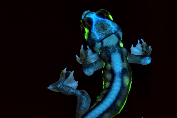 Pachydactylus rangei, baby, under UV light showing dermal and bony fluorescence