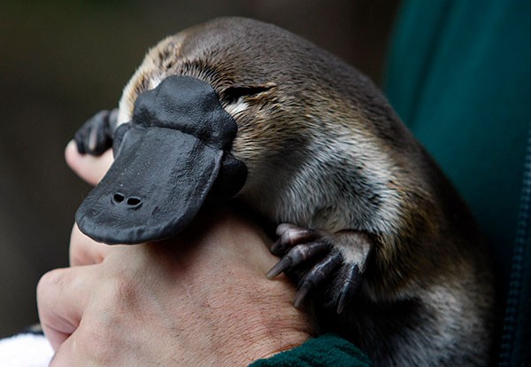 An adult male platypus is cradled by human hands.