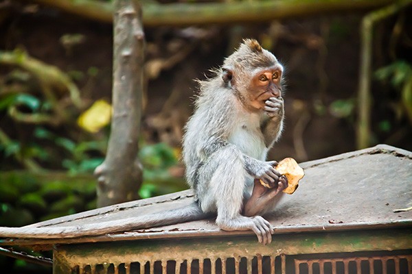 A monkey pictured at Ubud Monkey Forest in Bali