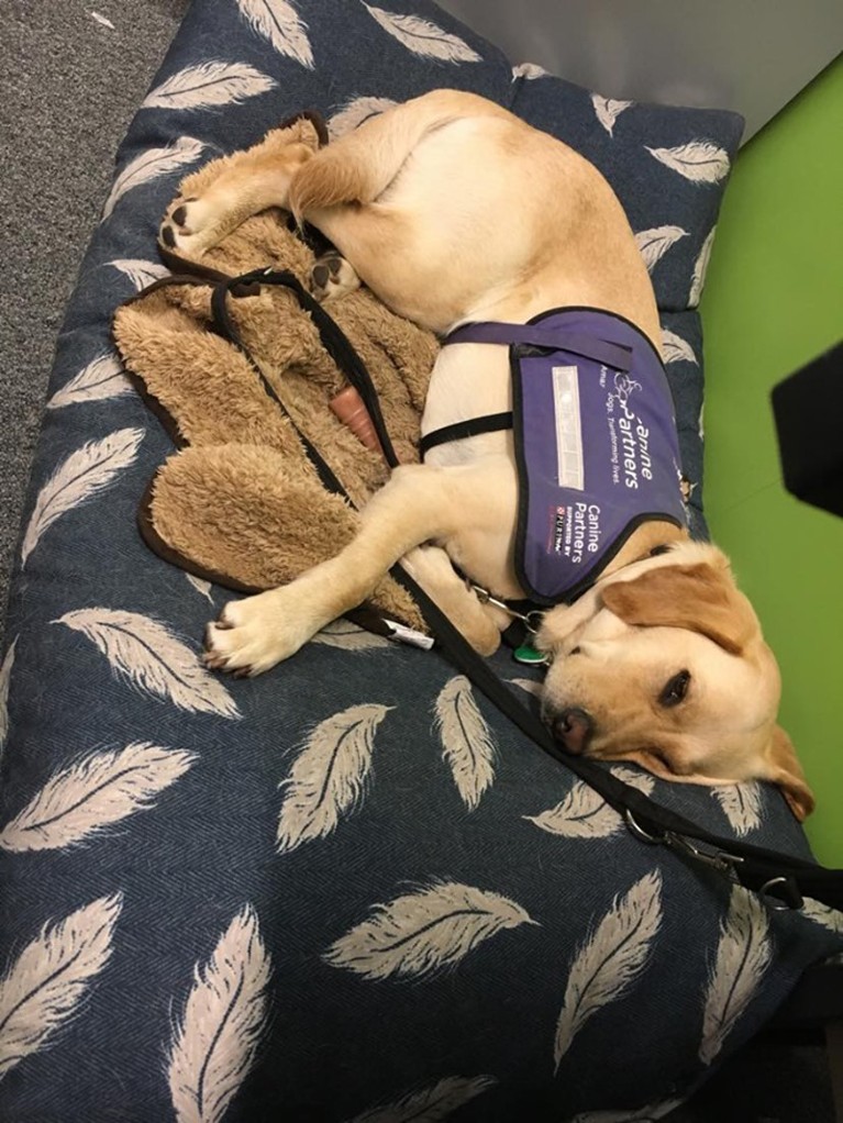 Very Good Service Dog Wears PPE to be Allowed as Scientist's Lab