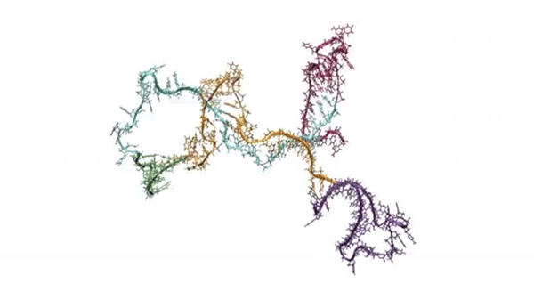 Videos show RNA folding as it’s made by cellular machinery.
