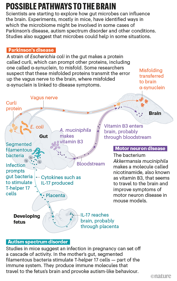 Graphic showing possible pathways in mice through which bacteria in the gut could influence the brain.