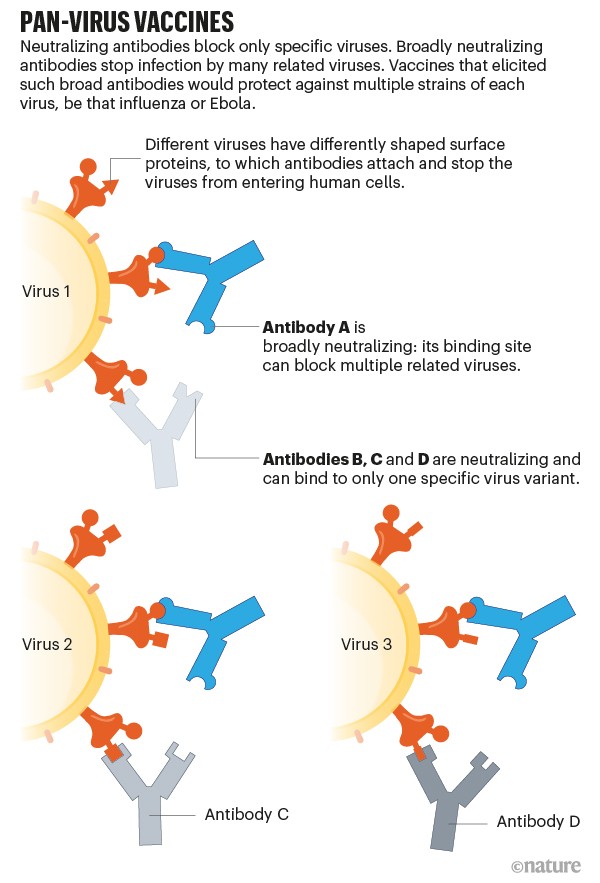 Pan-virus vaccines. Graphic showing how different antibodies bind to specific viruses. Some antibodies can bind to more.
