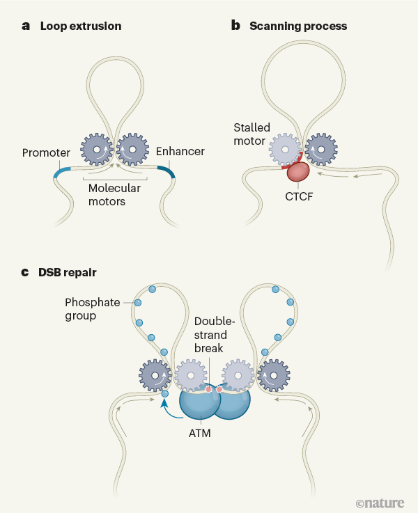 Cells Use Loop Extrusion To Weave And Tie The Genome