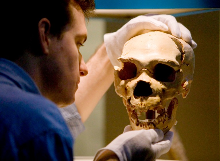 A museum curator holds a cast of a Neanderthal skull.