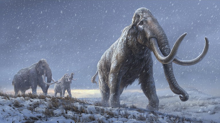 An illustration of the steppe mammoths that preceded the woolly mammoth