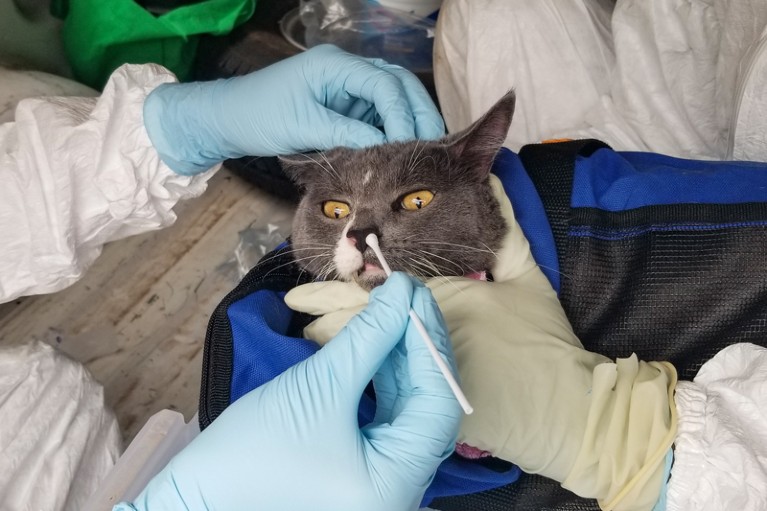 Researchers wearing gloves hold down a cat in a blue carrier as they take a nasal swab sample