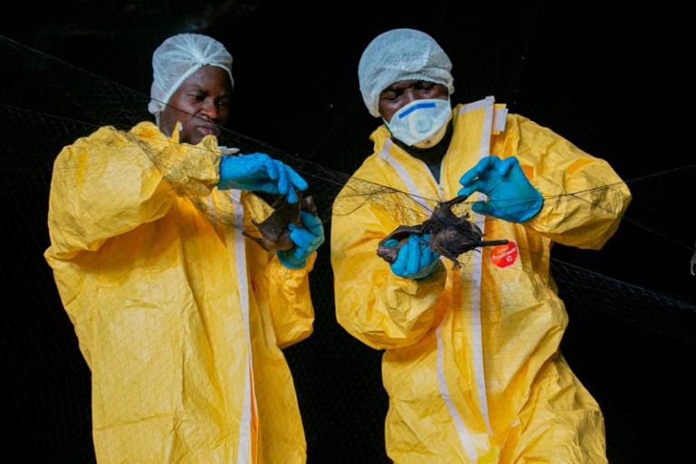 Two researchers wearing yellow overalls collect bats caught in a net inside a cave in Gabon