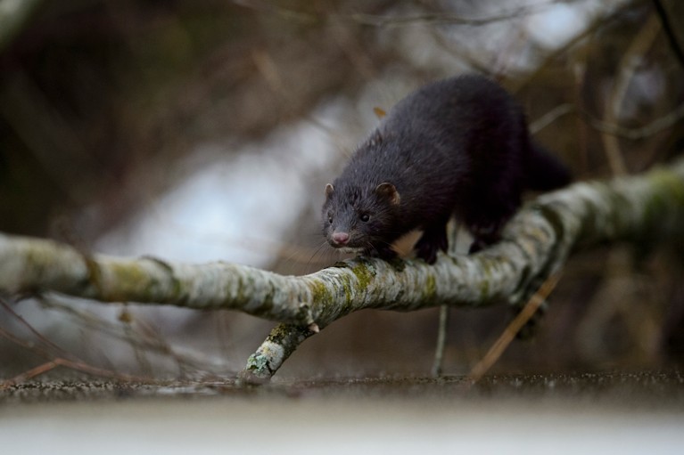 A black American mink walking across a willow branch