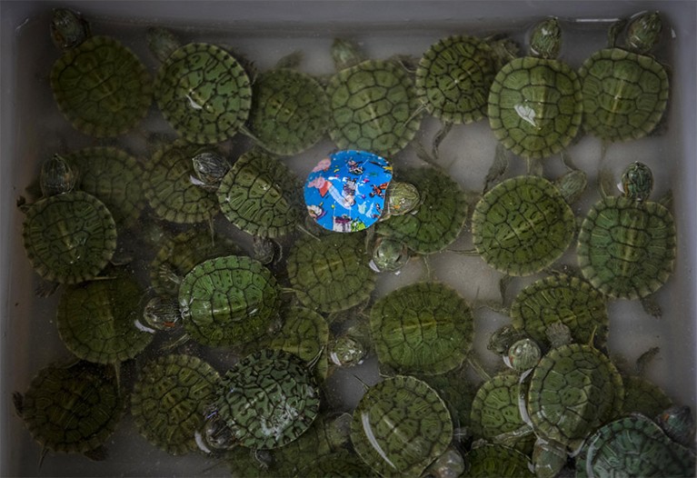 Photo of live turtles on display at a wildlife market in Shanghai