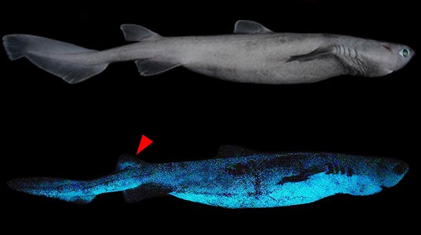 Composite image showing bioluminescence of the kitefin shark