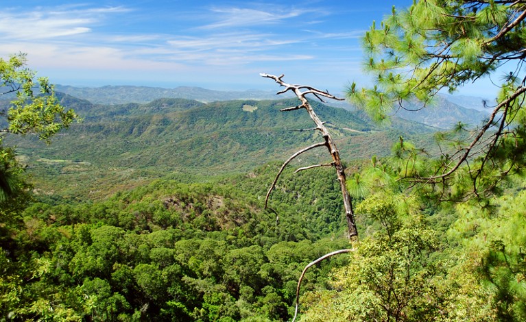 View into a valley covered in pine and oak forest