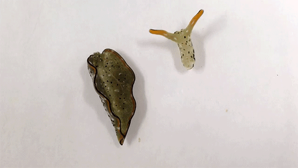A decapitated sea-slug head approaches its slightly reactive body.