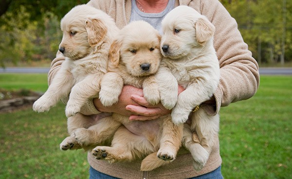 A person holdings 3 golden retriever puppies