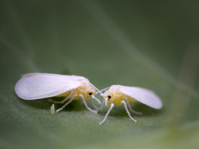 Two whiteflies and an egg on leaf, at 5x magnification.